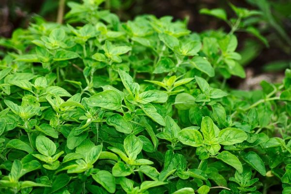 HERBS oregano